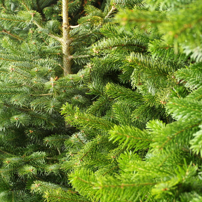 FRESH CHRISTMAS TREES (FREE DELIVERY)
